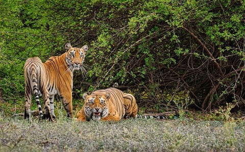 Goa Wildlife Safari Tour to Anshi National Park