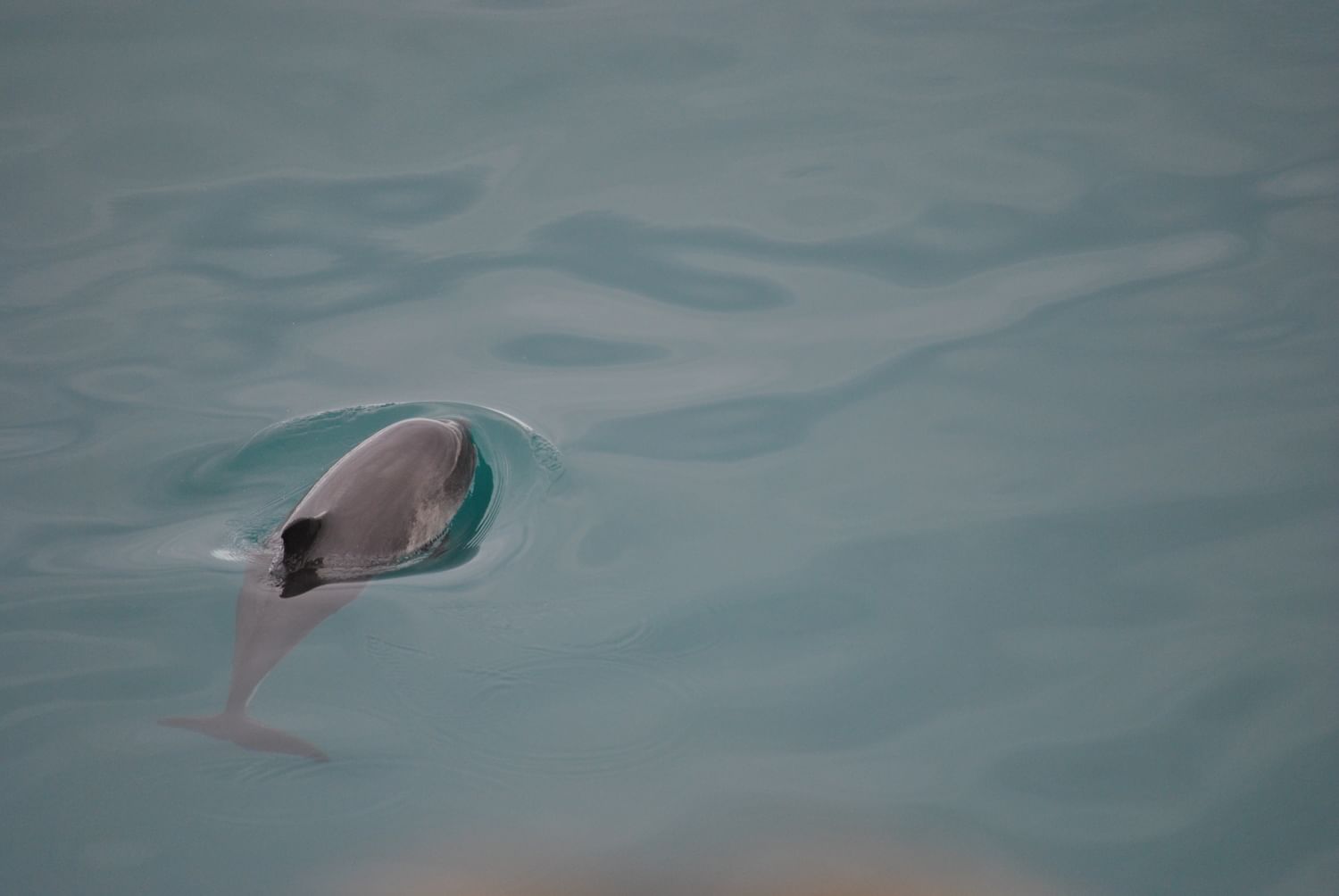 Whale Watching in Iceland, Dolphin peeking from surface