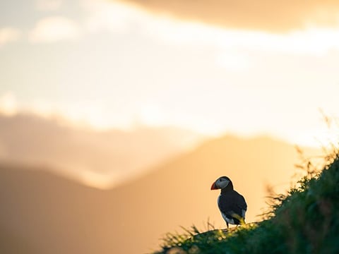 Half-day Private Puffin and Elves Tour in Borgarfjordur Eystri, photo 3