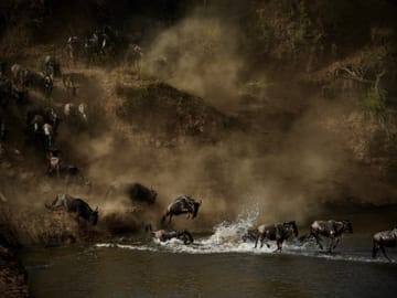 The Great Migration Safari