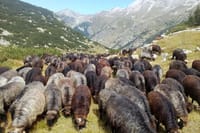 Disappearing Bulgarian Breeds of Pets and Tasting Organic Products in North Pirin