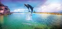 Dolphin Encounter in Dolphin Cove Ocho Rios  7