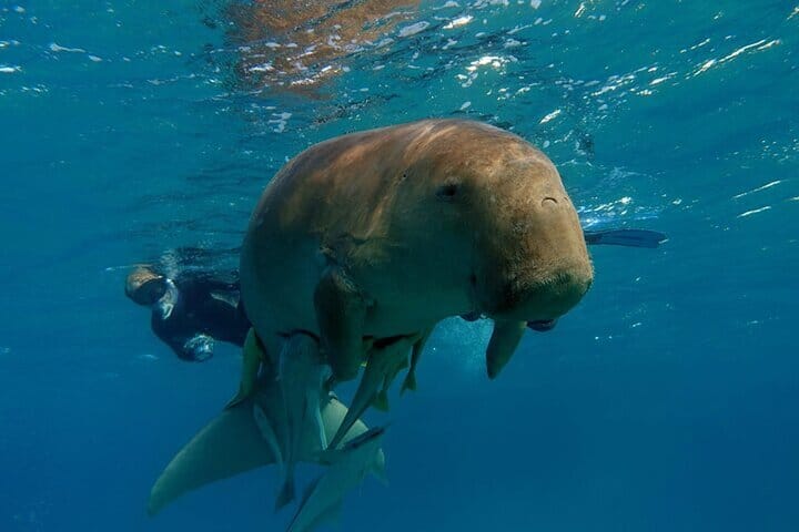 Abu Dabab Full-Day Private Experience with tickets from Hurghada