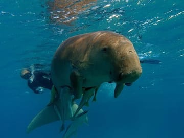 Private Full-Day Snorkeling Experience at Abu Dabab Beach