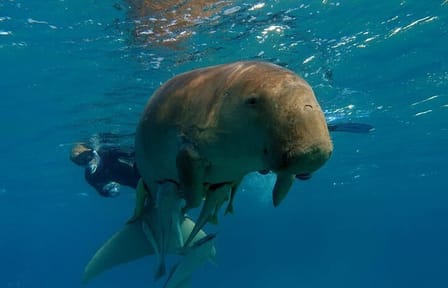 Abu Dabab Full-Day Private Experience with tickets from Hurghada