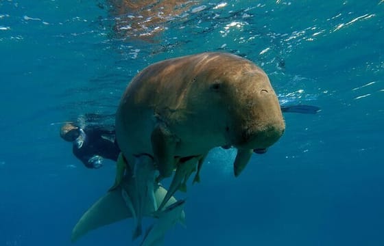 Abu Dabab Full-Day Private Experience with tickets from Hurghada