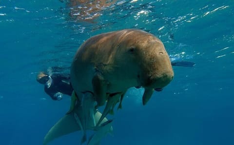 Private Full-Day Snorkeling Experience at Abu Dabab Beach