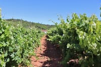 Vines in the natural reserve 