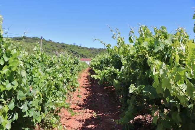 Vines in the natural reserve 