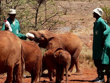 3 days Maasai Mara wildebeest migration safari
