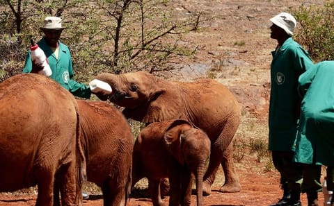 3 days Maasai Mara wildebeest migration safari
