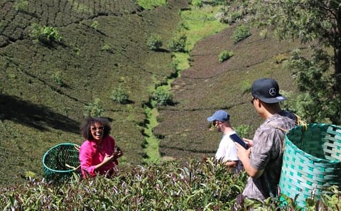 Purple Tea Farm Day Tour from Nairobi, Kenya