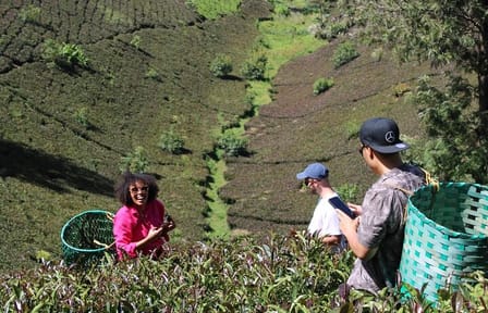 Purple Tea Farm Day Tour from Nairobi, Kenya