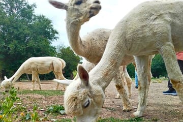 Private All Inclusive Shamakhi Alpaca and Wine Tour