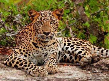 Luxury Safari Camping in Yala