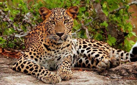 Luxury Safari Camping Experience in Yala National Park