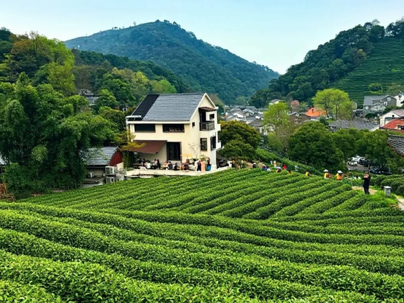 Hangzhou: West Lake Hills & Longjing Tea Day Trip