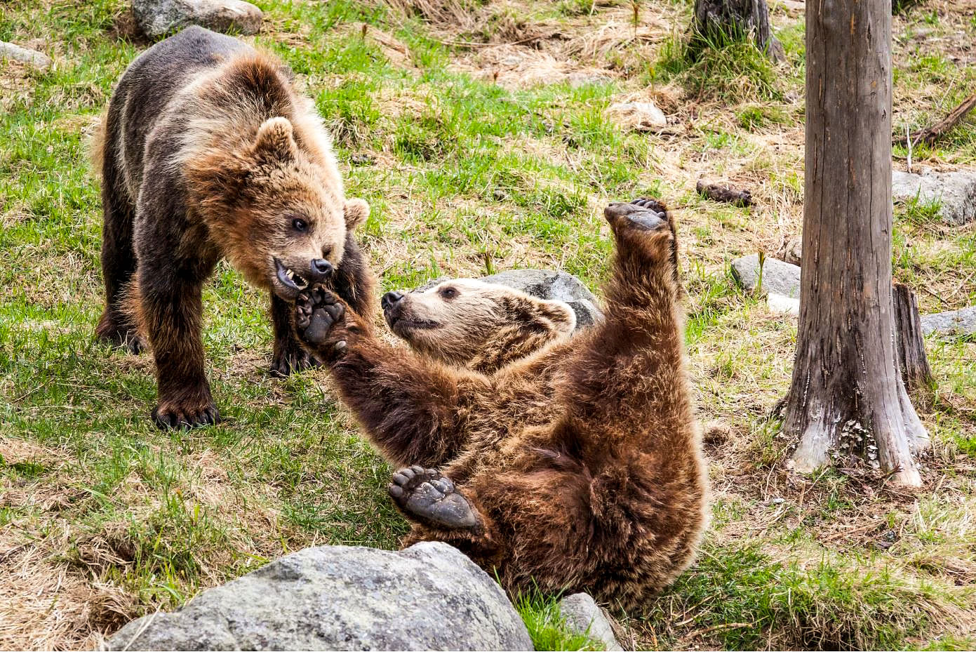 Brown bears in Ranua Wildlife Park