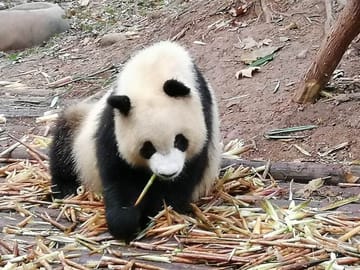 Giant Panda and Buddha 1 day tour