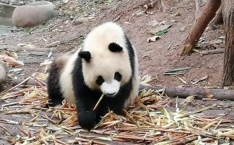 Giant Panda and Buddha 1 day tour