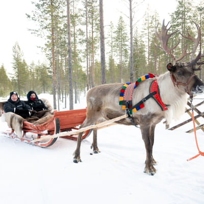 Visit Taava Reindeer Farm: Traditional Lapland Reindeer Encounters