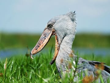 4-Day Birding Adventure in Murchison Falls National Park