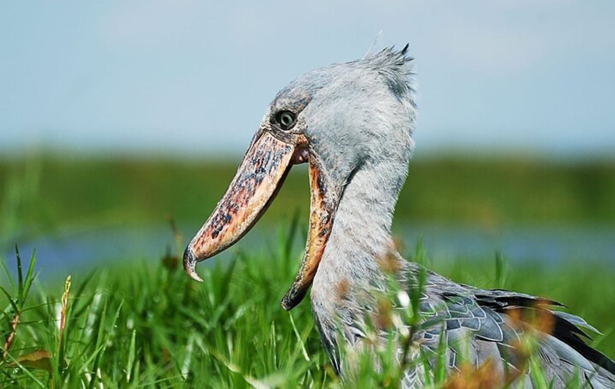 4-Day Birding in Murchison Falls National Park