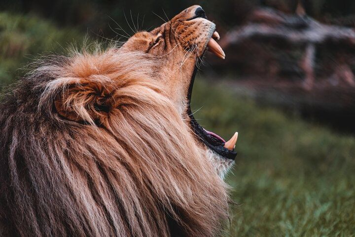 Male Lion at Lion and Safari Park