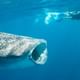 The Biggest Fish of the ocean visits us!
