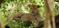 Wilpattu Safari Experience 1