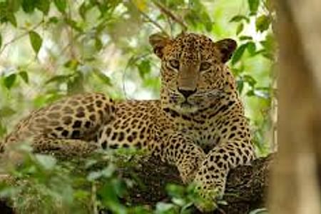 Wilpattu National Park Wildlife Safari & Anuradhapura Exploration