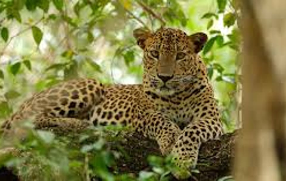 Wilpattu National Park Safari from Colombo, Sri Lanka