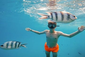 Snorkeling Tour at Sataya Dolphin House in Marsa Alam