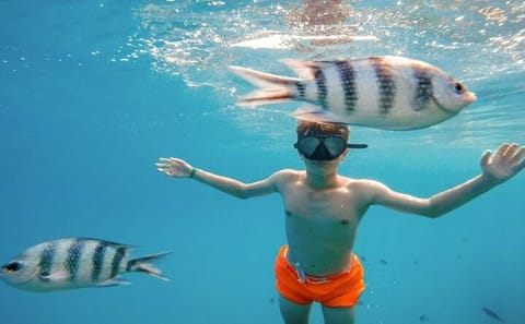 Snorkeling Tour at Sataya Dolphin House in Marsa Alam