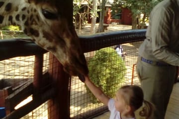 Giraffe Center Half-Day Trip from Nairobi
