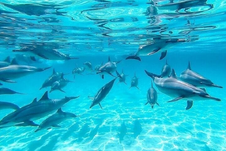 Swim with Dolphins Sea Trip Adventure with Lunch : Marsa Alam