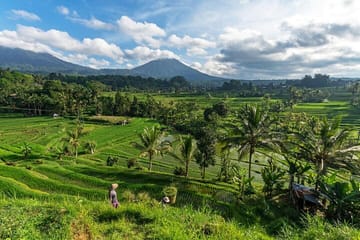 Ubud Highlights Private Day Tour