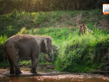 Chiang Mai: Volunteer program