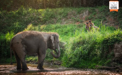 Chiang Mai Elephant Jungle Sanctuary Ethical Wildlife Tour