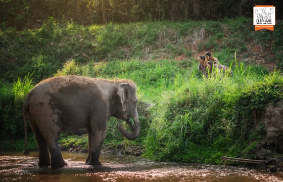 Chiang Mai: Watch Me Experience