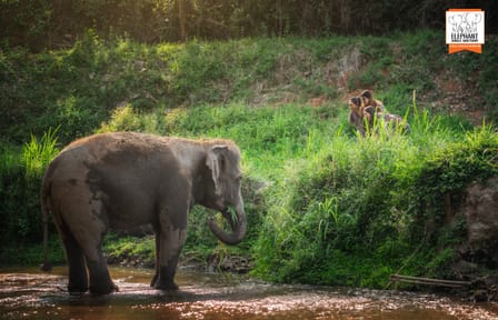 Chiang Mai Elephant Jungle Sanctuary Ethical Wildlife Tour