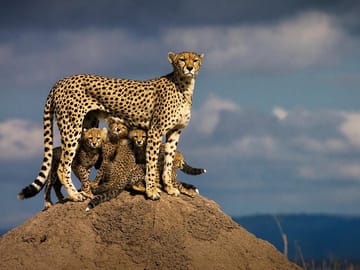 Flying Masai Mara 3days