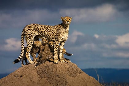 9-Night Kenya Wildlife Safari and Mombasa Diani Beach Holidays