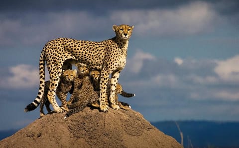 9-Night Safari and Beach Holiday in Kenya's Mombasa Region