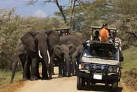 Tanzania Camping Game Safari