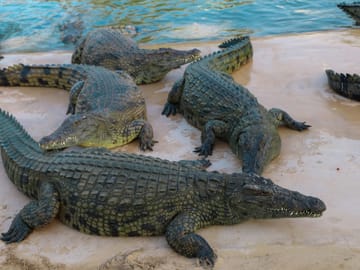Dubai Crocodile Park Tour and Dinner Cruise on Marina Dhow