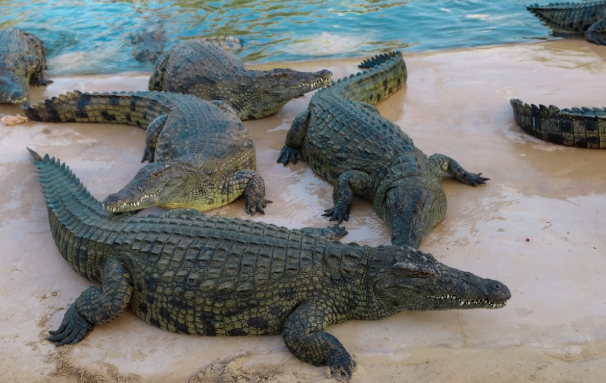 Dubai Crocodile Park Tour and Marina Dhow Dinner Cruise with Private Transfers