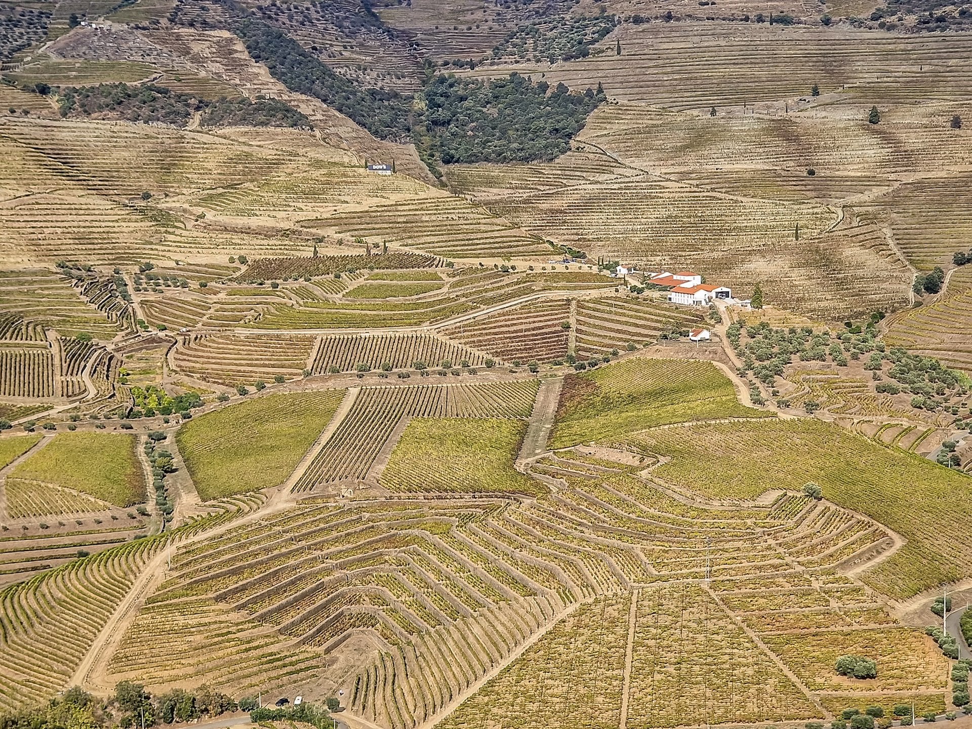 Terraced vineyards in the Douro Valley