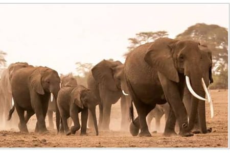 8-Day Kenya Nature & Wilderness Mid Range-Luxury Safari