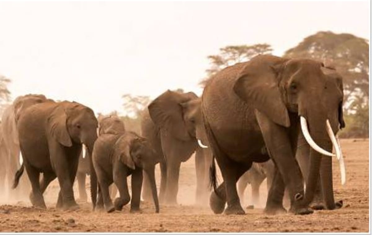 8-Day Kenya Nature & Wilderness Mid Range-Luxury Safari